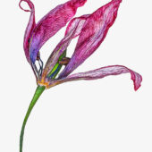 Hans Jonasson – ”Linnés blommande fotspår”
